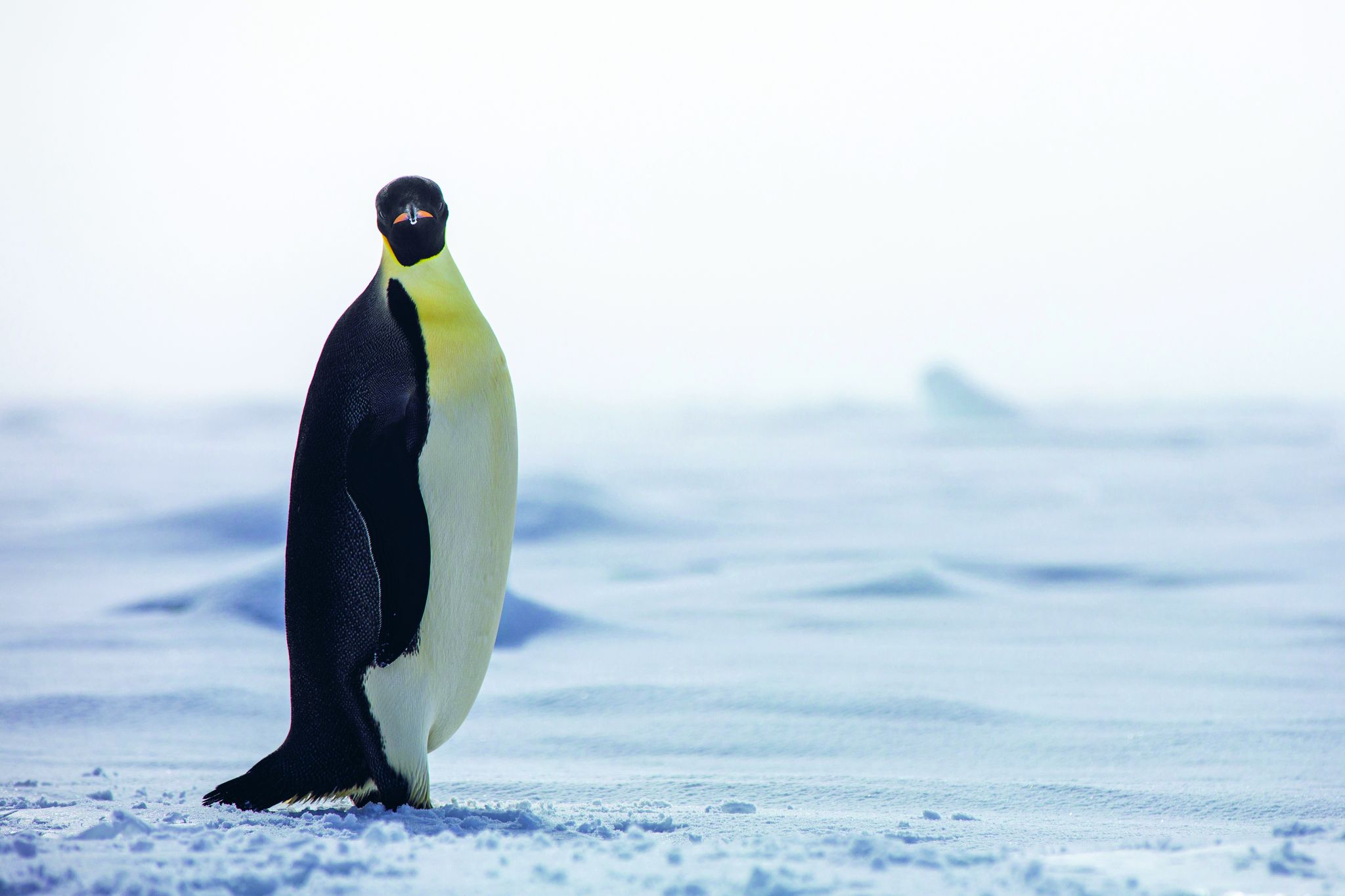 Scenic Eclipse Discovery Team Penguin.jpeg